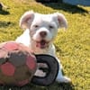 Tyson sucht seine Menschen