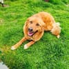 Vinni ein toller Golden Retriever Mix