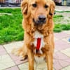 Vinni ein toller Golden Retriever Mix