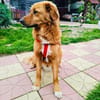 Vinni ein toller Golden Retriever Mix