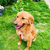 Vinni ein toller Golden Retriever Mix
