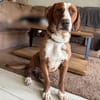Tommy sucht seine Menschen