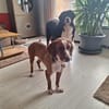 Tommy sucht seine Menschen