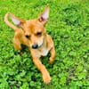 Moni ein Chihuahua Pinscher mix