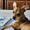 Moni ein Chihuahua Pinscher mix