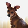 Moni ein Chihuahua Pinscher mix