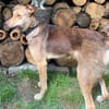 Alina - verträglich, leinenführig - in D