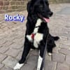 Rocky - freundlich und menschenbezogen