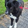 Rocky - freundlich und menschenbezogen