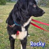 Rocky - freundlich und menschenbezogen