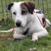 Benny sucht dringend ein Zuhause