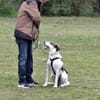 Benny sucht dringend ein Zuhause
