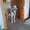 Benny sucht dringend ein Zuhause
