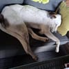 Benny sucht dringend ein Zuhause