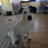 Benny sucht dringend ein Zuhause