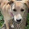 Sandy die kleinbleib. Welpin / 82284