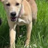 Sandy die kleinbleib. Welpin / 82284
