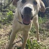 Sandy die kleinbleib. Welpin / 82284