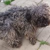 Lotti sucht nach Liebe