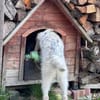 Nussini Terriermix / PLZ 82284