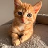 Ernie  verspieltes Kitten sucht Zuhause