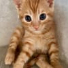 Ernie  verspieltes Kitten sucht Zuhause