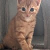Ernie  verspieltes Kitten sucht Zuhause