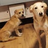 Lotte - jung und schüchtern - in DE