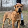 Big Buddy-Liebervoller Bollerkopf sucht