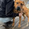 Big Buddy-Liebervoller Bollerkopf sucht