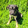 Frieda ein sehr liebevolles Mädchen