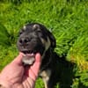 Frieda ein sehr liebevolles Mädchen