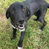 Labrador Mix Hans