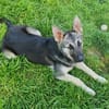 Eira sucht aktives Zuhause