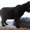 Bébé Noir