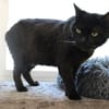 Bébé Noir