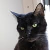 Bébé Noir