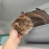 POPOTE