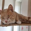 Citrouille