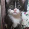 SAUTERELLE A ADOPTER AVEC UN CHAT DEJA PRÉSENT CHEZ VOUS