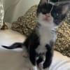 SAUTERELLE A ADOPTER AVEC UN CHAT DEJA PRÉSENT CHEZ VOUS