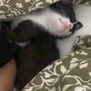 SAUTERELLE A ADOPTER AVEC UN CHAT DEJA PRÉSENT CHEZ VOUS