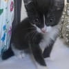 SAUTERELLE A ADOPTER AVEC UN CHAT DEJA PRÉSENT CHEZ VOUS
