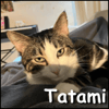 Tatami