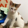CHATKIRA