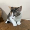 CHATMALLOW