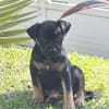 THALIE