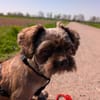 Maja, kleine Wuschelhündin sucht ...