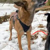 NISHA sucht eine aktive Familie