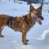 NISHA sucht eine aktive Familie